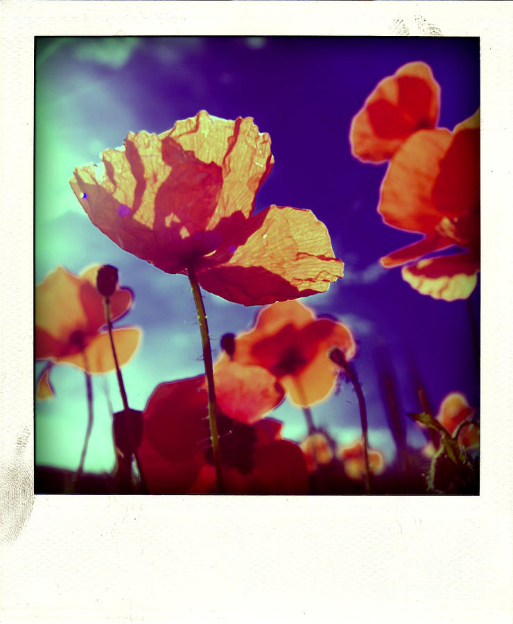 Flower Photograph - Field of poppies #11 by Bernard Jaubert