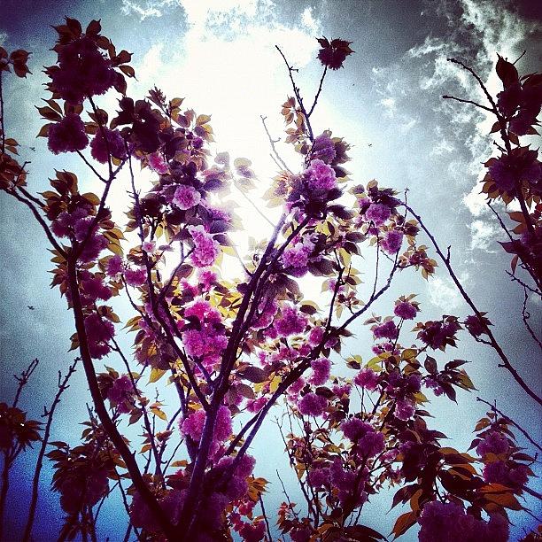 Nature Photograph - #flower #blossom #nature #plant #plants #11 by Julianna Rivera-Perruccio