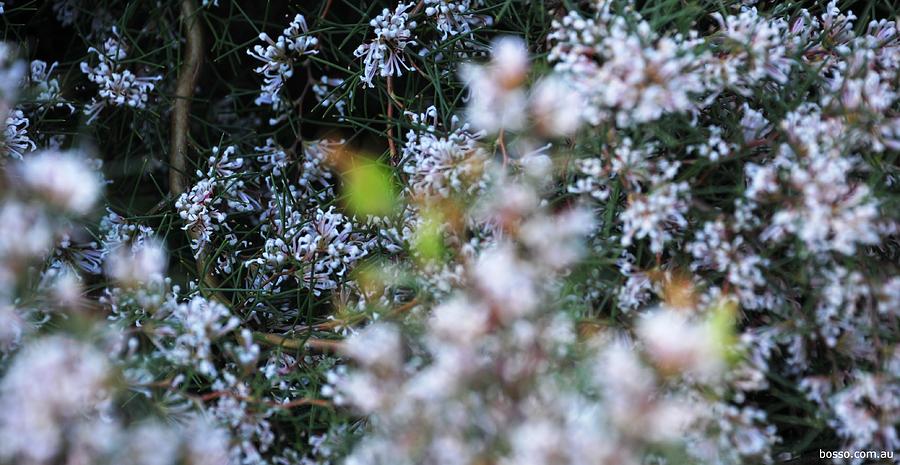 Flowers In My Backyard Photograph By John Bosich