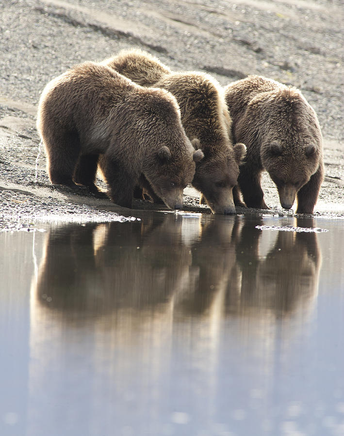 Grizzly Bear Ursus Arctos Horribilis #11 Photograph by Matthias Breiter