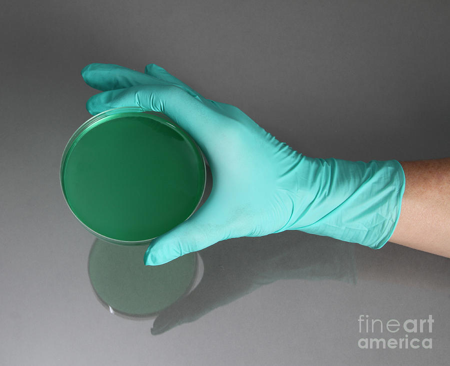 Hand Holding Petri Dish #11 Photograph by Photo Researchers