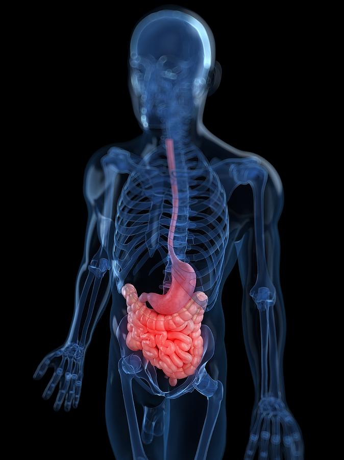 Healthy Digestive System, Artwork Digital Art by Sciepro