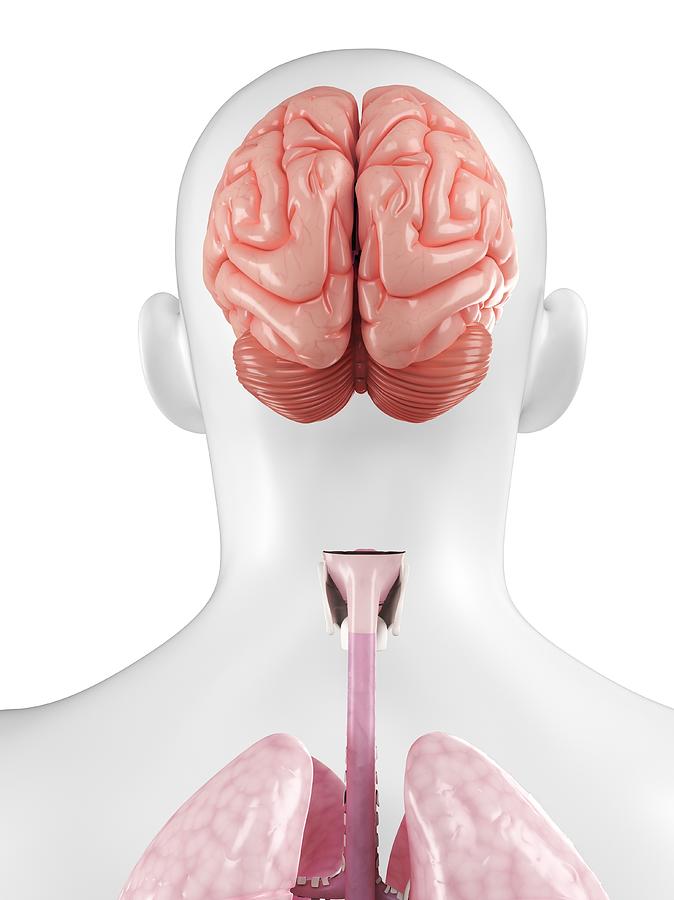 Horizontal Digital Art - Human Brain, Artwork #11 by Sciepro