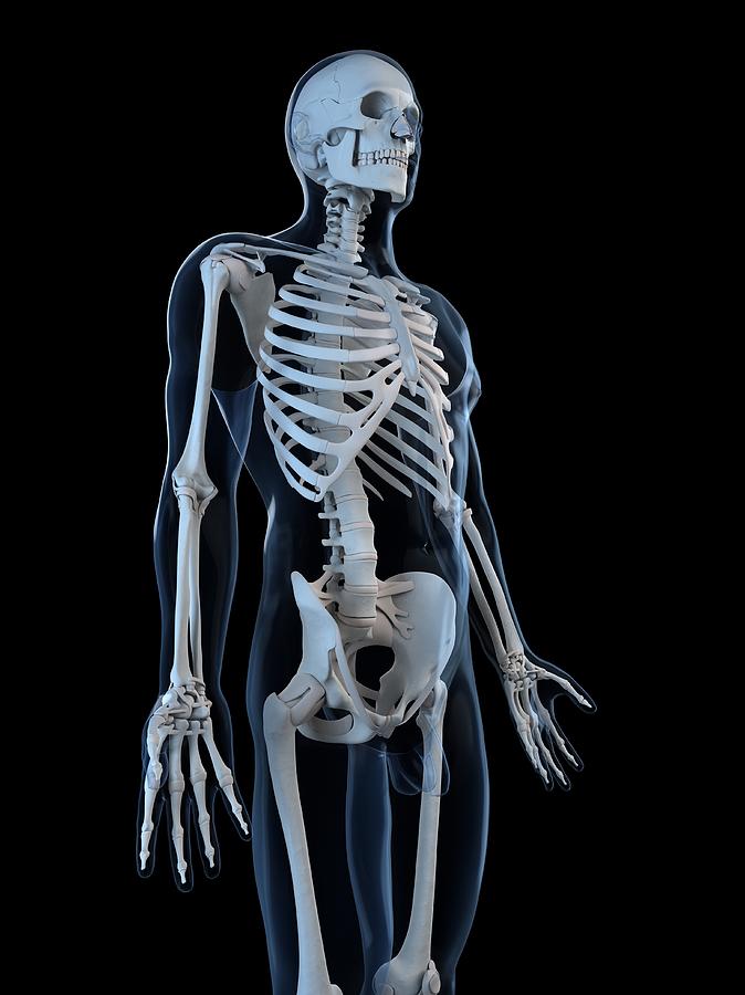 Vertical Digital Art - Human Skeleton, Artwork #11 by Sciepro