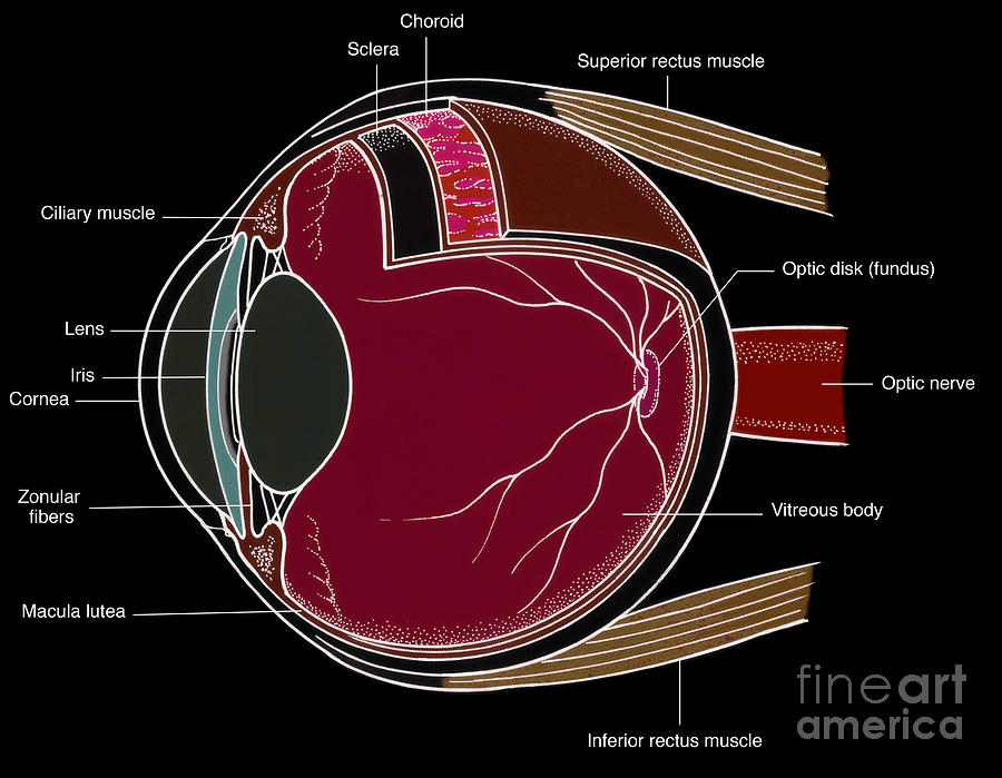 Illustration Of Eye Anatomy #11 Photograph by Science Source