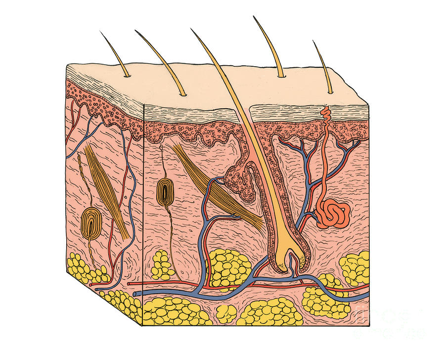 Illustration Of Skin Section #11 Photograph by Science Source