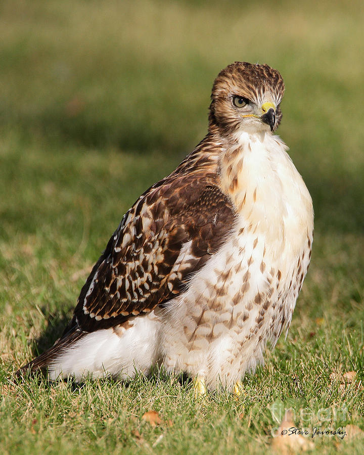 Immature Red Tail Hawk #11 Photograph by Steve Javorsky