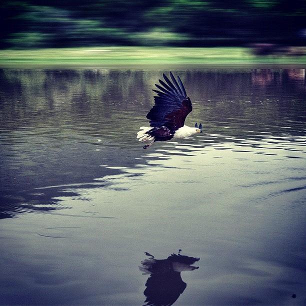 Eagle Photograph - #instagram #iphoneography #picoftheday #11 by Sean Clarence