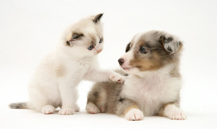 Kitten And Pup #11 Photograph by Jane Burton