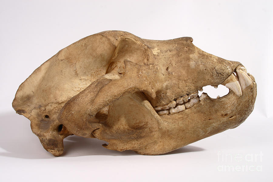 Kodiak Bear Skull #11  by Ted Kinsman