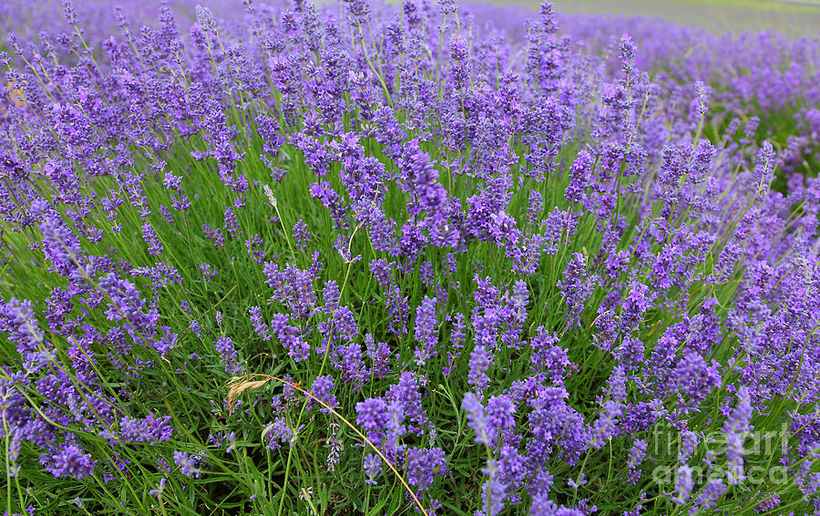 Lavenders #11 Photograph by Milena Boeva