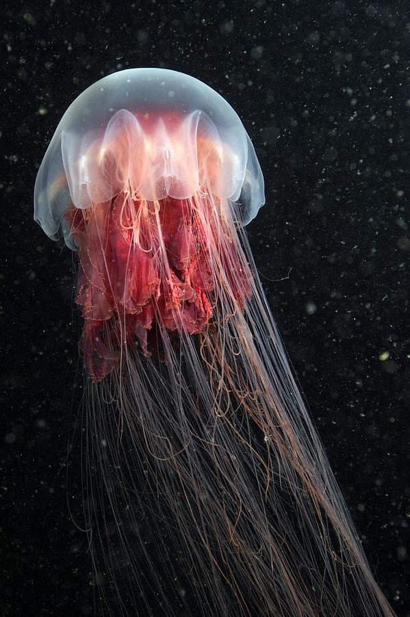 Animal Photograph - Lions Mane Jellyfish #11 by Alexander Semenov
