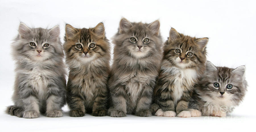 Animal Photograph - Maine Coon Kittens #14 by Mark Taylor