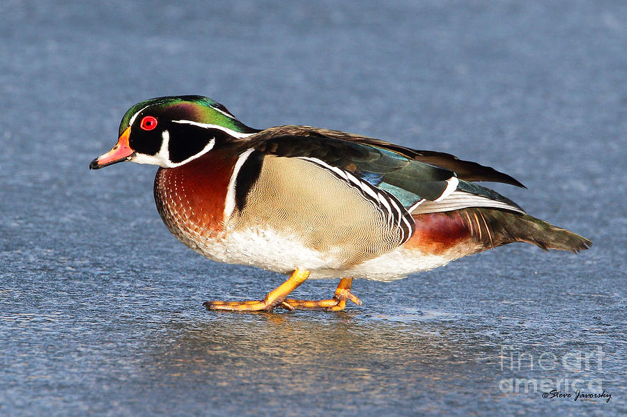 Male Wood Duck #11 Photograph by Steve Javorsky