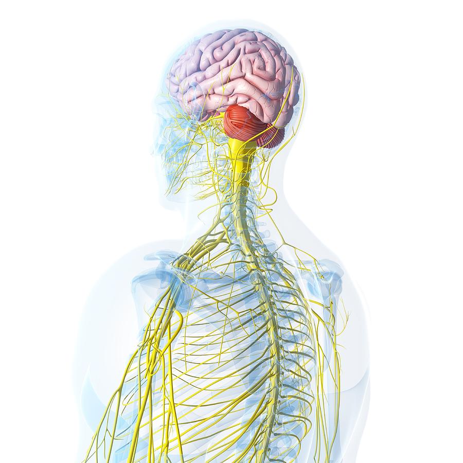 Nervous System, Artwork #11 Digital Art by Sciepro