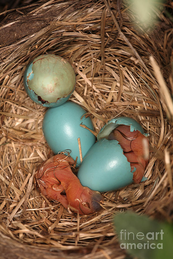Newborn Robin Nestlings #11  by Ted Kinsman
