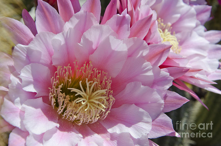 Spring Photograph - Pink cactus flowers #11 by Jim And Emily Bush