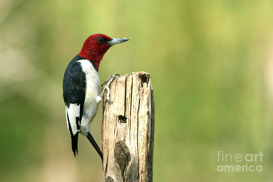 Red-headed Woodpecker #11 Photograph by Jack R Brock