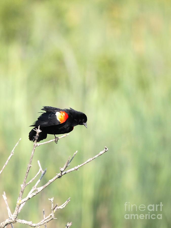 Red-winged Blackbird #11 Photograph by Jack R Brock