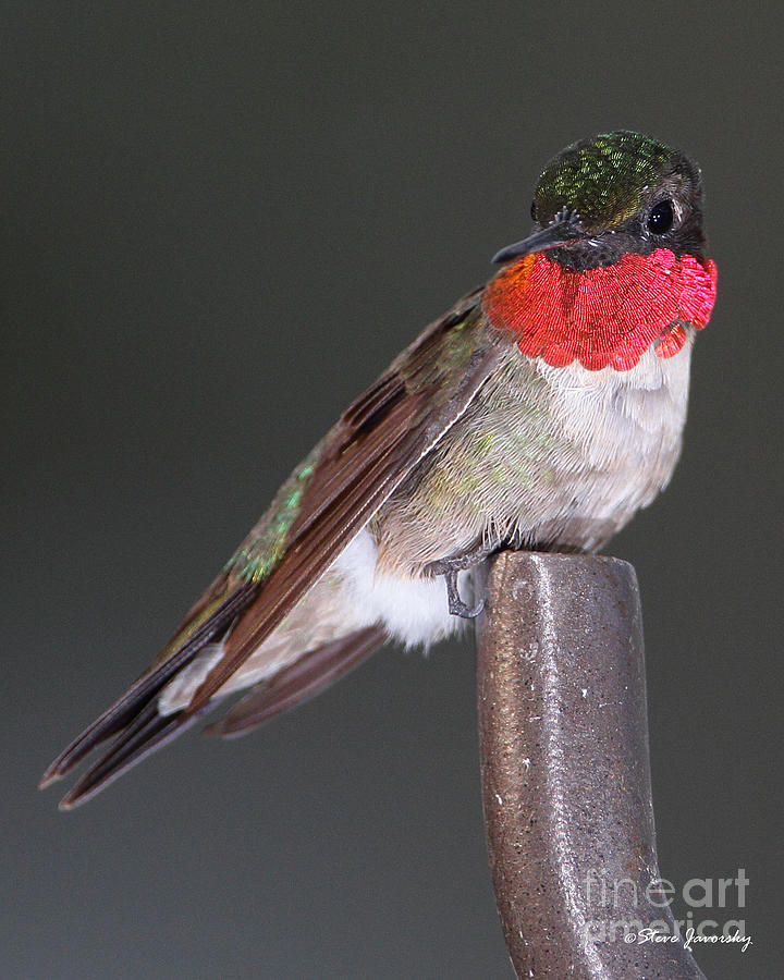 Ruby Throated Hummingbird #11 Photograph by Steve Javorsky