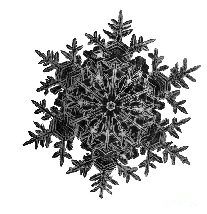 Snowflake Photograph - Snowflake #11 by Science Source