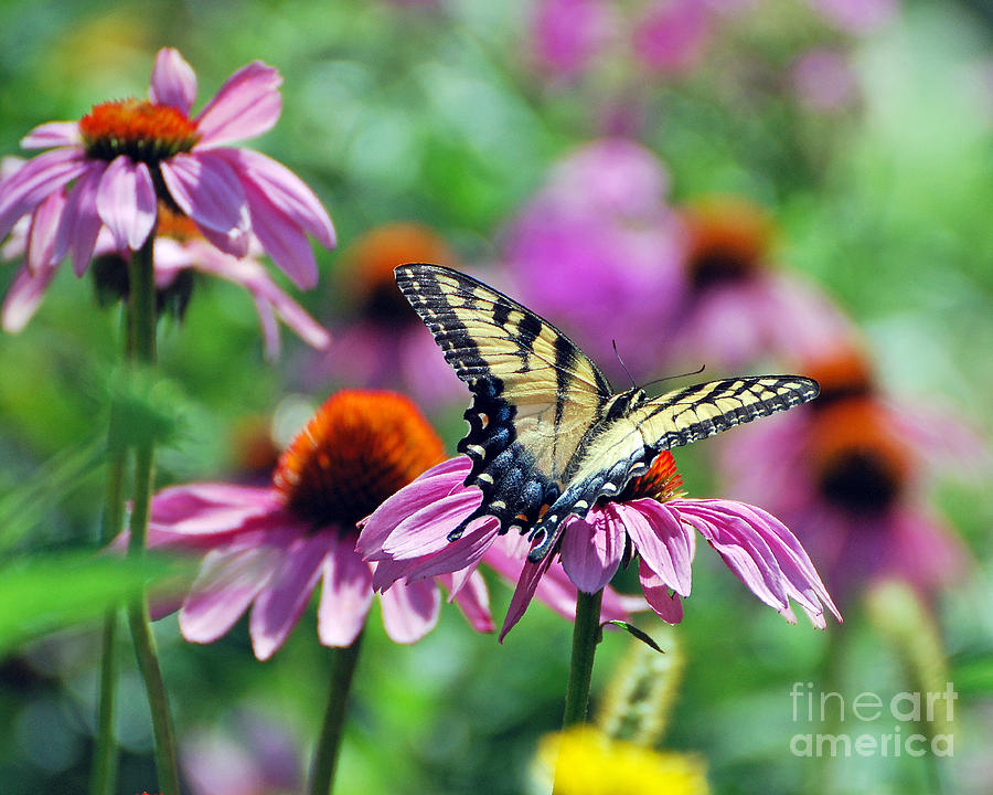 Swallowtail Butterfly #11 Photograph by Lila Fisher-Wenzel