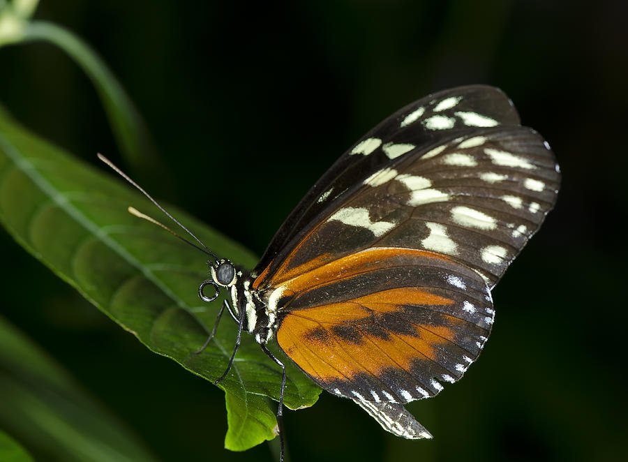 Tiger Longwing Butterfly #11 Photograph by JT Lewis