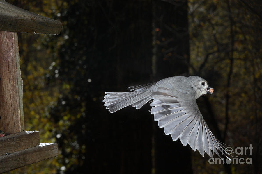 Tufted Titmouse In Flight #11 Photograph by Ted Kinsman