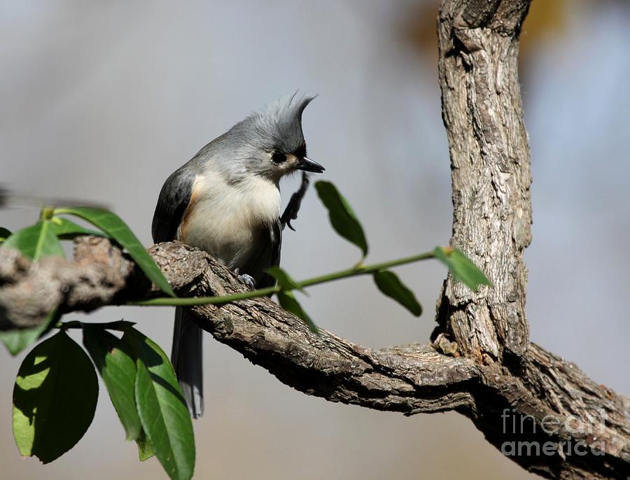 Tufted Titmouse #11 Photograph by Jack R Brock