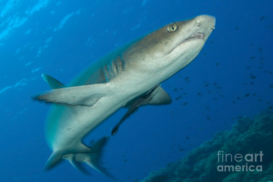 Whitetip Reef Shark, Kimbe Bay, Papua #11 Photograph by Steve Jones