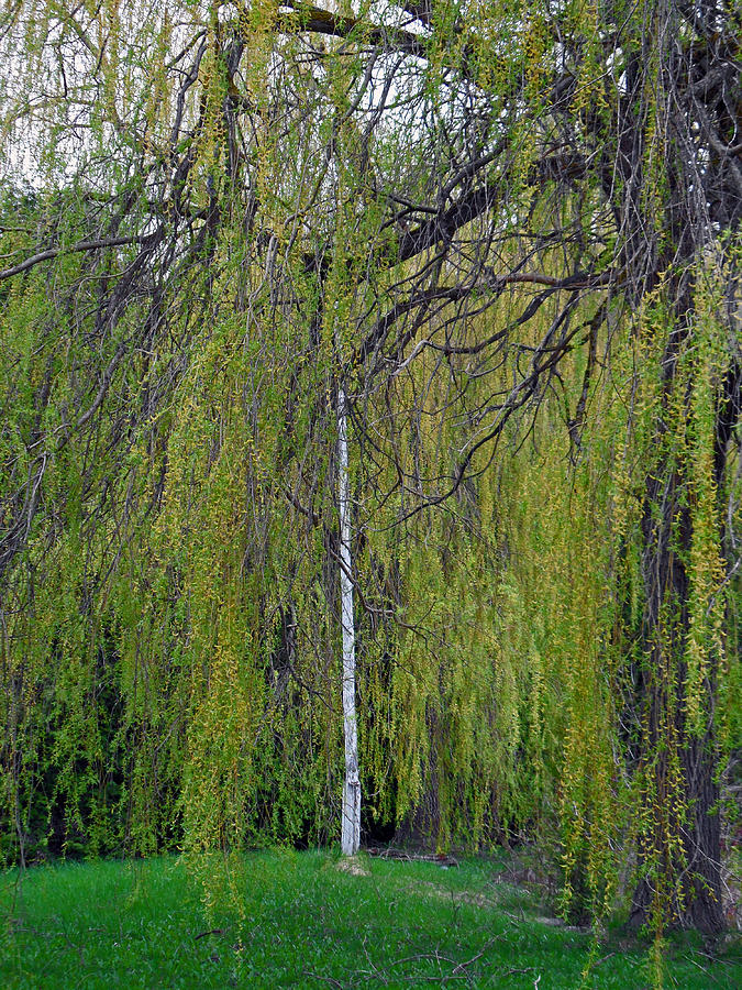Willow Pond B and B #11 Photograph by Cyryn Fyrcyd