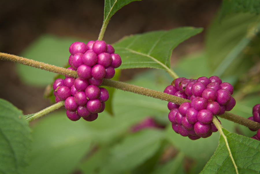 1109-6879 American Beautyberry or French Mulberry Photograph by Randy Forrester