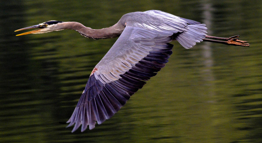 Great Blue Heron #118 Photograph by Brian Stevens