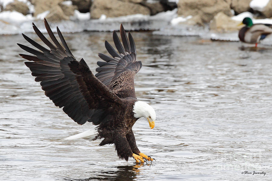 Bald Eagle #12 Photograph by Steve Javorsky