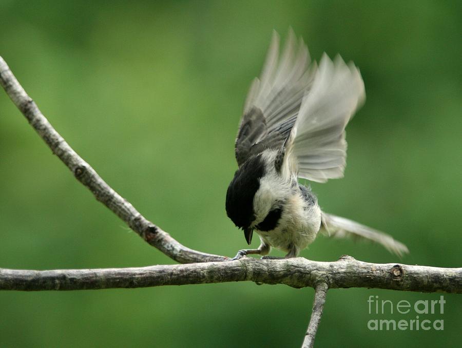 Black-capped Chickadee #12 Photograph by Jack R Brock
