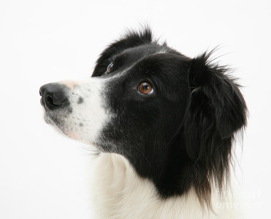 Border Collie by Mark Taylor | Fine Art America