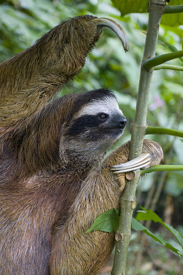 Brown-throated Three-toed Sloth #12 Photograph by Suzi Eszterhas