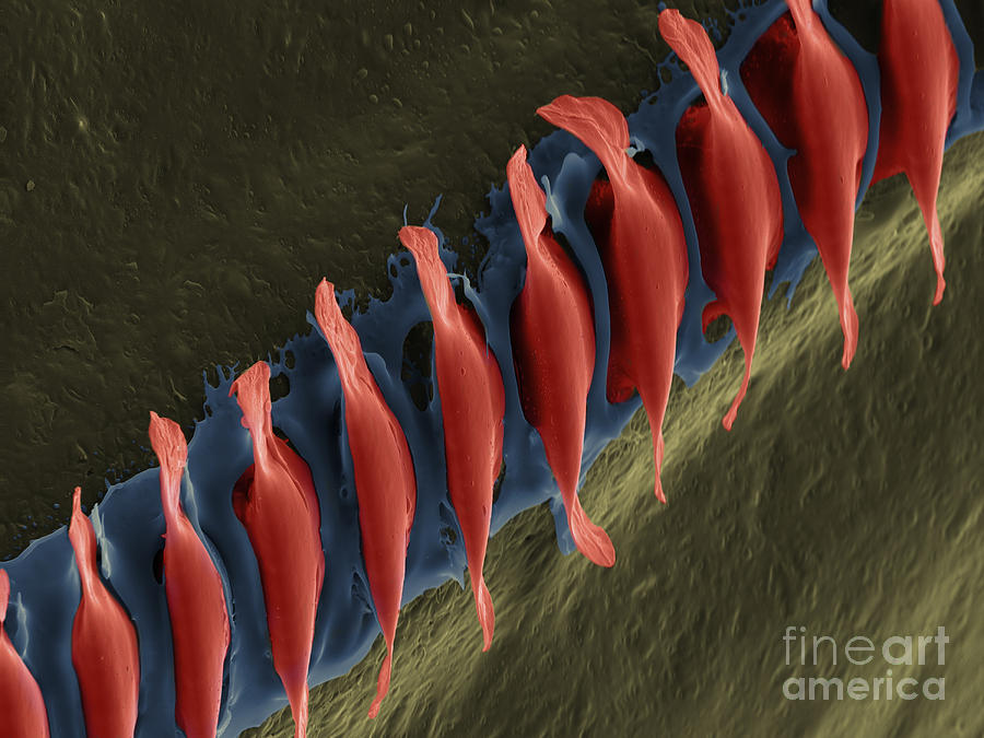 Cricket Sound Comb, Sem #12 Photograph by Ted Kinsman