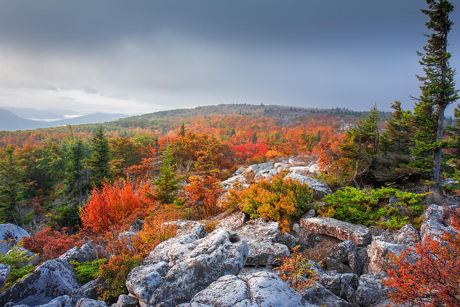 Fog Photograph - Dolly Sods Wilderness #12 by Mary Almond