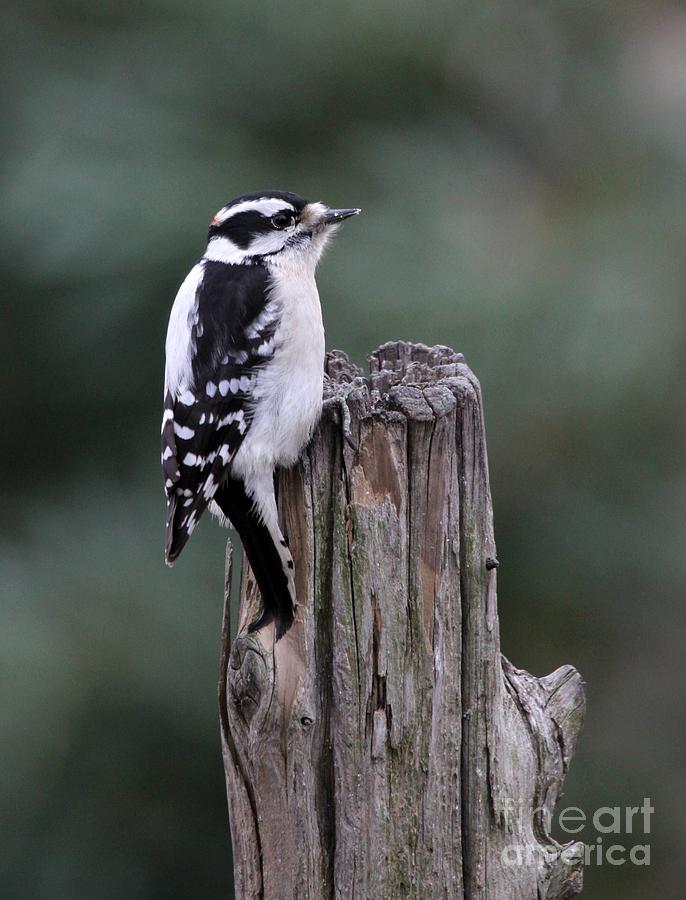 Downy Woodpecker #12 Photograph by Jack R Brock