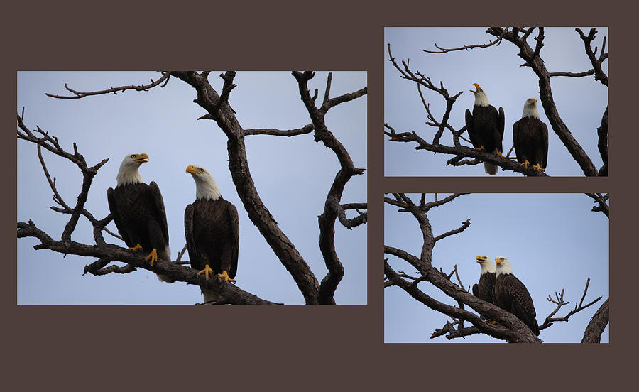 Eagles #12 Photograph by Jeanne Andrews