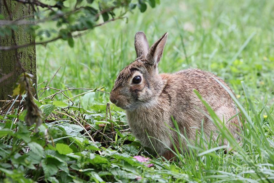 Eastern Cottontail Rabbit #12 Photograph by Jack R Brock