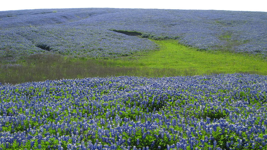 Ennis TX Bluebonnet Trails Photograph by Mike Witte - Pixels