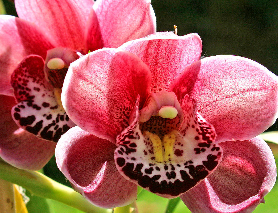Exotic Orchids of C Ribet #12 Photograph by C Ribet