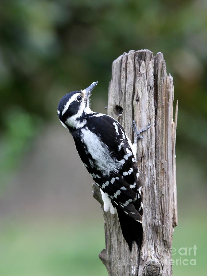 Hairy Woodpecker #12 Photograph by Jack R Brock
