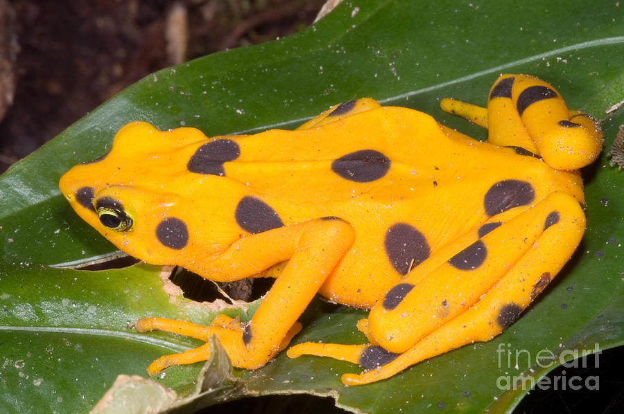 Nature Photograph - Harlequin Toad #12 by Dante Fenolio