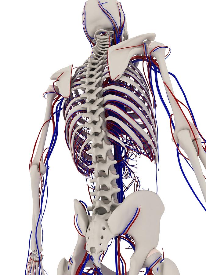 Skeleton Photograph - Human Anatomy, Artwork #12 by Sciepro