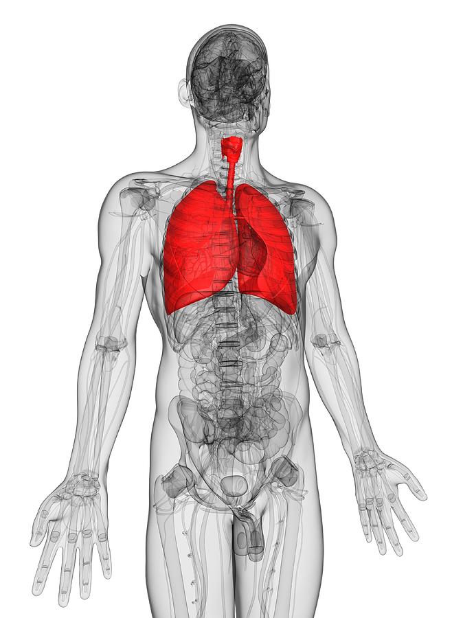 Human Lungs, Artwork #12 Digital Art by Sciepro