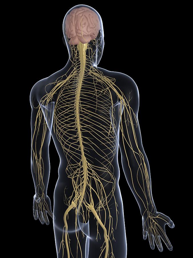 Human Nervous System, Artwork Photograph by Sciepro - Fine Art America