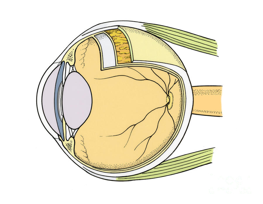 Illustration Of Eye Anatomy #12 Photograph by Science Source